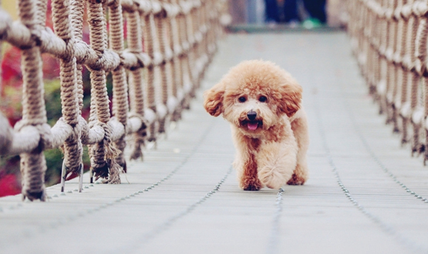 泰迪犬消化不良怎麼辦