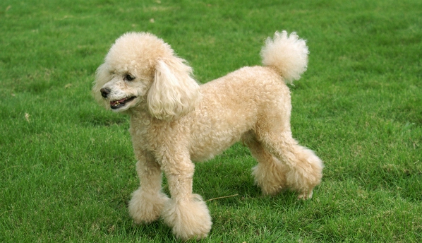 怎麼照顧生病的貴賓犬