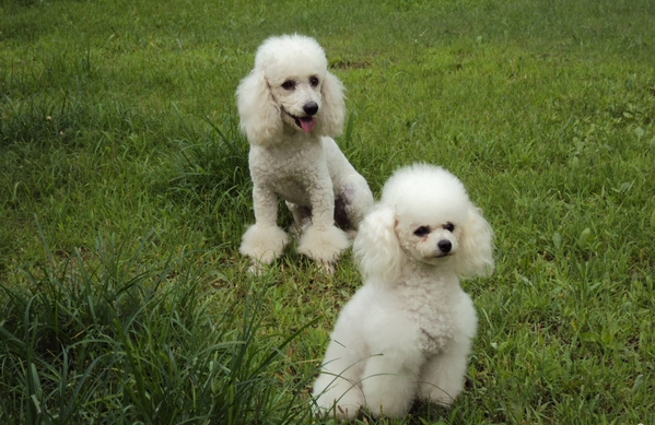 怎麼照顧生病的貴賓犬