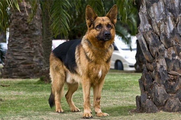 怎麼給德國牧羊犬驅蟲