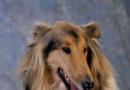 蘇牧蘇格蘭牧羊犬嘔吐的原因有幾種