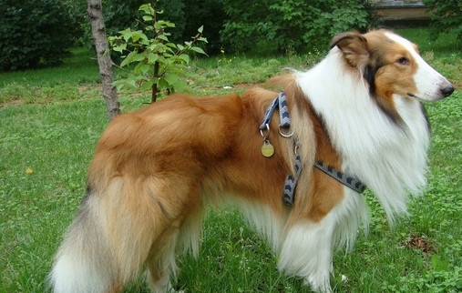 蘇格蘭牧羊犬身上有血包是怎麼回事