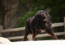 藏獒得螨蟲解決辦法 藏獒犬怎麼除螨