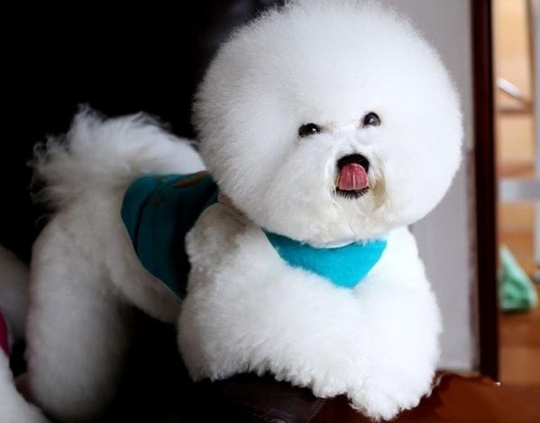 比熊犬拉肚子的幾個原因