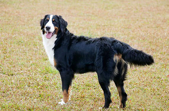 怎麼給伯恩山犬修毛