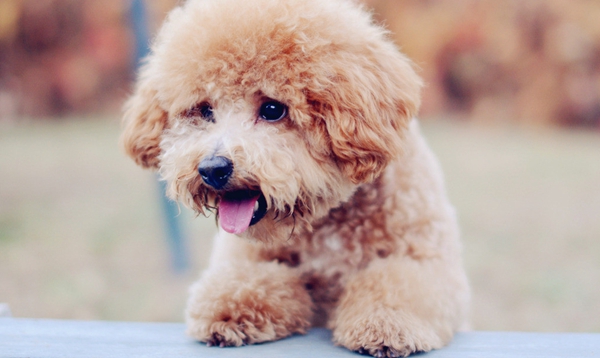 泰迪犬身上有血包是怎麼回事