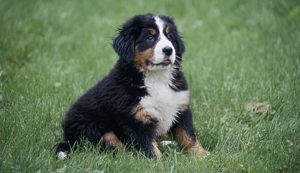 怎麼挑選伯恩山犬