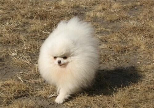 博美犬