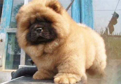 松獅犬