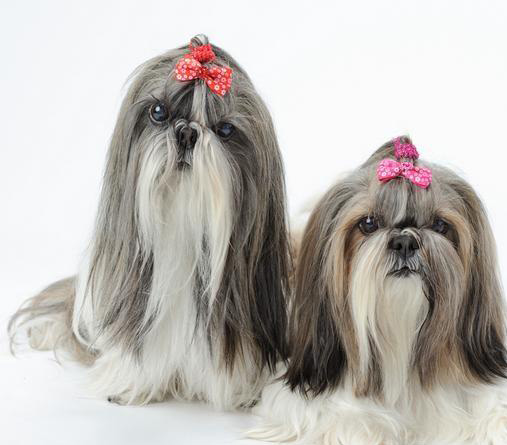 西施犬