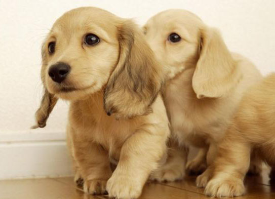 金毛巡回獵犬