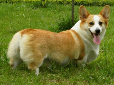 柯基犬.jpg