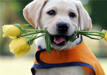 拉布拉多犬