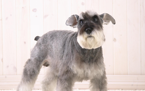 雪納瑞多大吃成犬糧