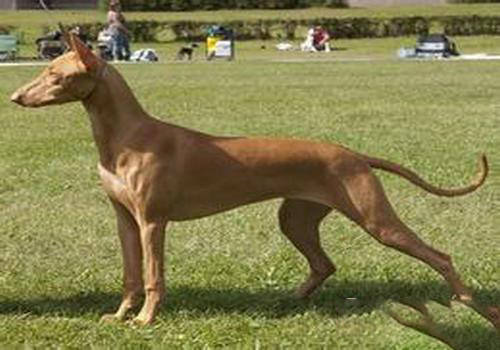 法老王獵犬