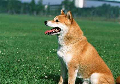 柴犬