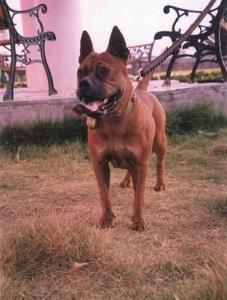 重慶犬