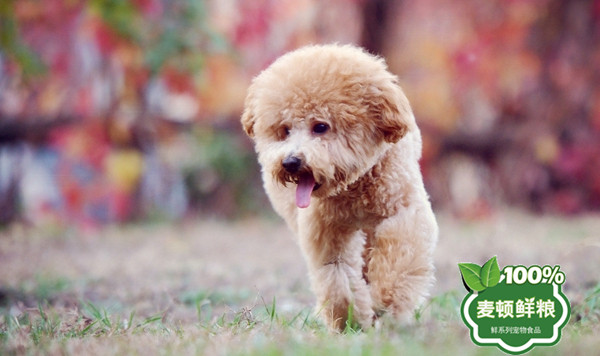 泰迪犬 (30).jpg