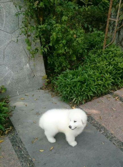 大白熊犬