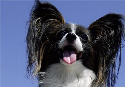 蝴蝶犬