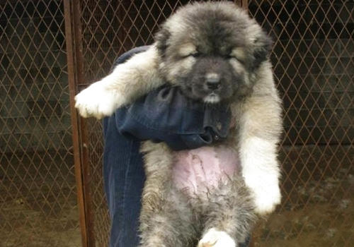 高加索犬