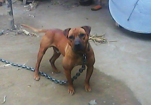 對於烈性犬一定要做好牽引工作