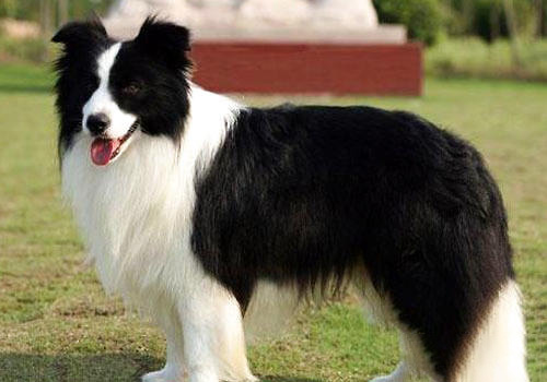 邊境牧羊犬
