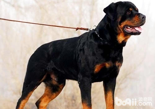 羅威納犬