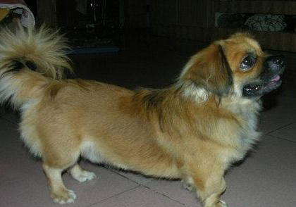 西藏獵犬