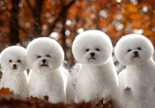 比熊犬