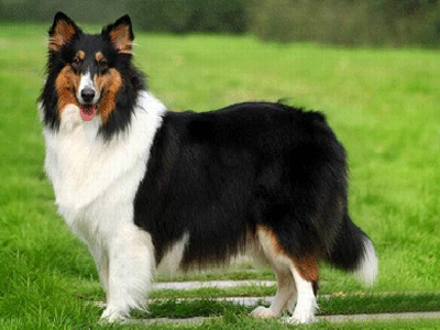 牧羊犬1.jpg