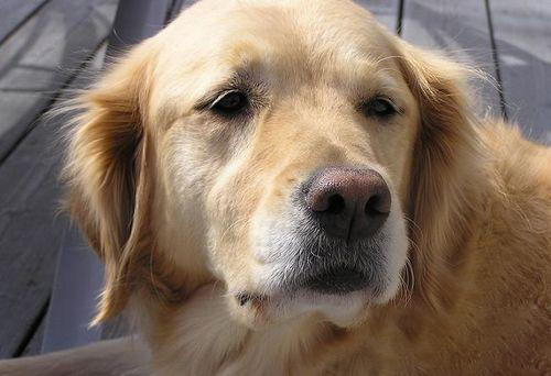 金毛犬