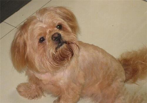 拉薩犬