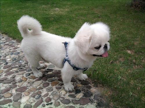 京巴犬