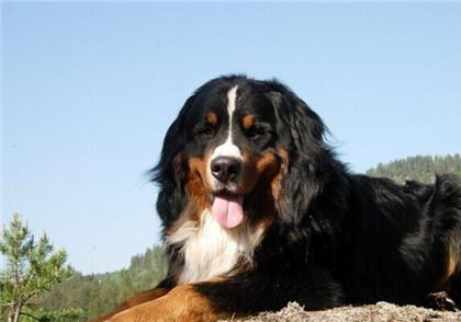 伯恩山犬