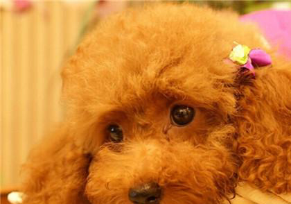 貴賓犬