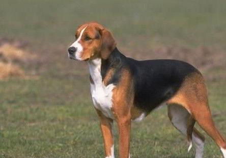 美國獵狐犬