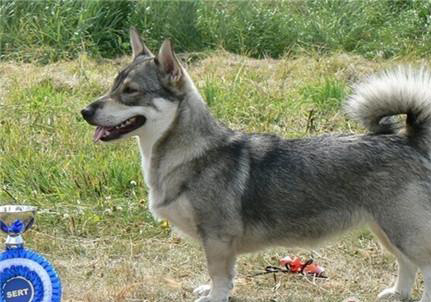 瑞典柯基犬