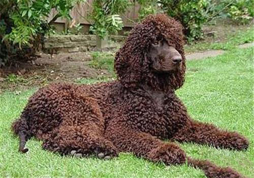 愛爾蘭水獵犬