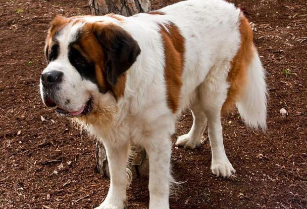 聖伯納犬