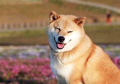 柴犬
