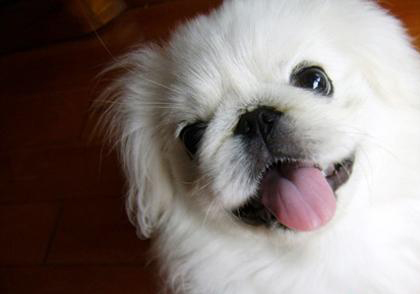 京巴犬