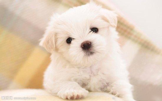 寵物犬