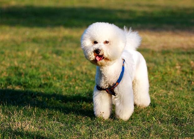 比熊犬