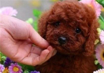 貴賓犬