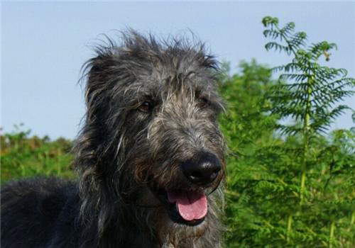 蘇格蘭獵鹿犬