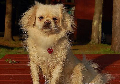 西藏獵犬