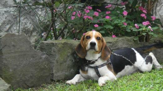 米格魯犬