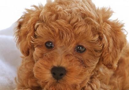 泰迪犬
