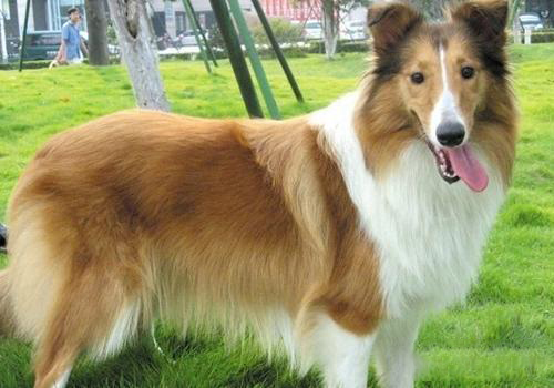 蘇格蘭牧羊犬